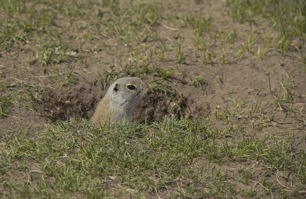 Gopher género roedores de la familia de las ardillas. Ardilla de tierra cerca de su madriguera en un prado . — Foto de Stock