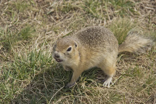 Gopher género roedores de la familia de las ardillas. Golpes hambrientos están atacando y son agresivos . — Foto de Stock