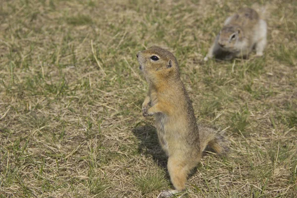 Gopher gênero roedores da família esquilo. O gopher é conhecido por seu hábito de se levantar, é uma espécie de ato de pesquisa. . — Fotografia de Stock