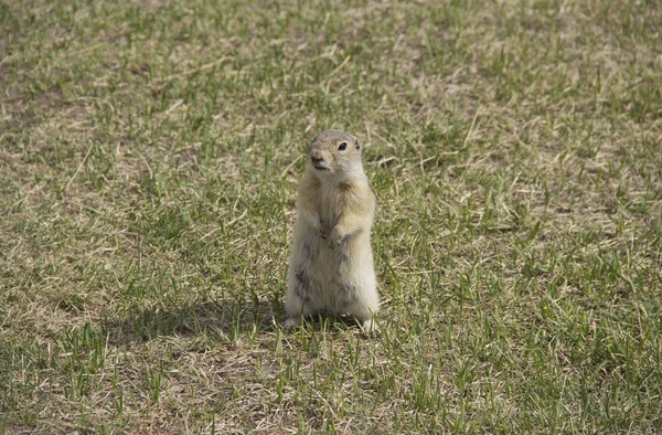 Gopher género roedores de la familia de las ardillas. El gopher es conocido por su hábito de ponerse de pie, es una especie de acto de investigación . — Foto de Stock