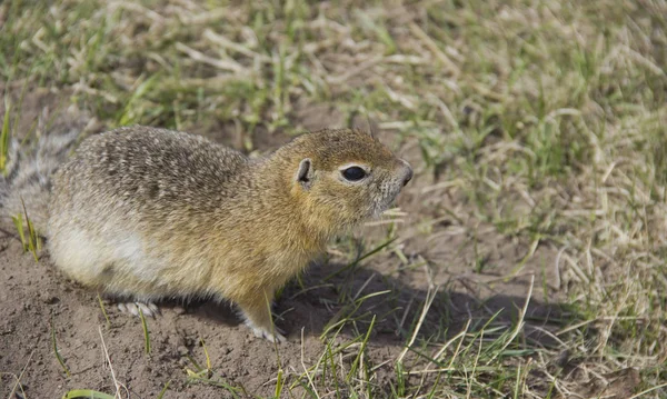 Gopher género roedores de la familia de las ardillas. Ardilla de tierra cerca de su madriguera en un prado . — Foto de Stock