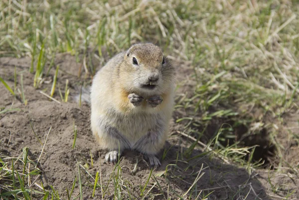 Sincap ailesinin Gopher cinskin kemirgenler. — Stok fotoğraf