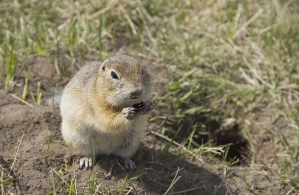 Sincap ailesinin Gopher cinskin kemirgenler. Sincap tohumları yiyor.. — Stok fotoğraf