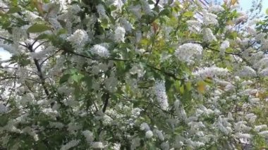 leylak rüzgar dalı sallanan