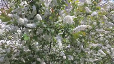 leylak rüzgar dalı sallanan