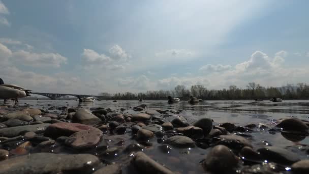 鸭子和鸽子在河岸附近觅食 — 图库视频影像