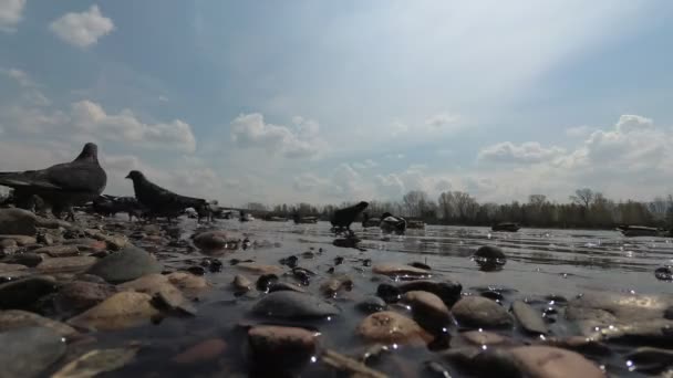 Kaczki Gołębie Paszy Pobliżu Brzegu Rzeki — Wideo stockowe