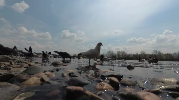 Ducks Pigeons Feed River Bank — Stock Video