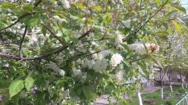 leylak rüzgar dalı sallanan