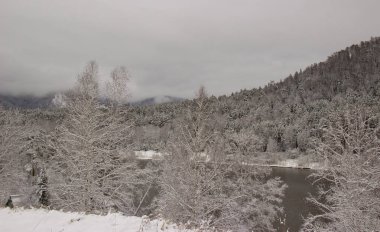 Aniden büyük bir kar yağışı oldu. Kar ağaçları kapladı.