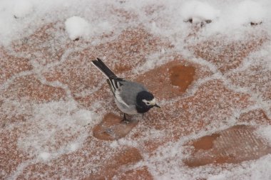Kuş karda yiyecek arıyor..