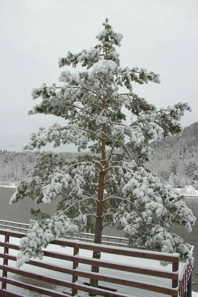 突然大雪が降った。雪が木々を覆った. — ストック写真