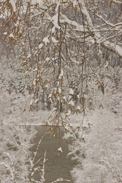 Najednou došlo k velkému sněhu. Sníh zakryl stromy. — Stock fotografie