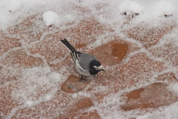 El pájaro está buscando comida en la nieve . — Foto de Stock