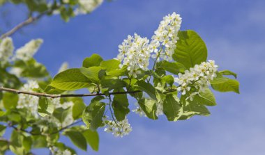 Aile Rosaceae içinde cins Prunus küçük ağaçlar Prunus Padus türü. Beyaz çiçekler ile Prunus Padus şube.
