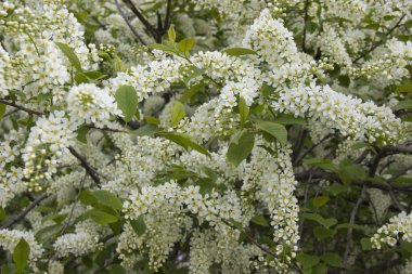 Aile Rosaceae içinde cins Prunus küçük ağaçlar Prunus Padus türü. Beyaz çiçekler ile Prunus Padus şube.