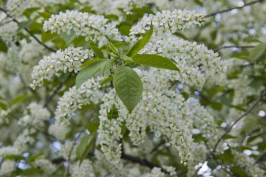 Aile Rosaceae içinde cins Prunus küçük ağaçlar Prunus Padus türü. Beyaz çiçekler ile Prunus Padus şube.