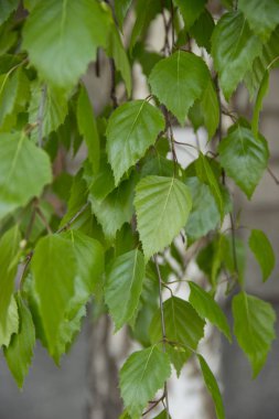 gün ışığı renginde huş ağacının taze yaprakları