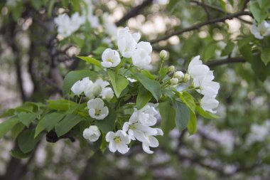 Bahar güneşi beyaz çiçekler ile Apple dalları