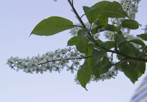 Prunus padus specie di piccoli alberi del genere Prunus della famiglia delle Rosaceae. Ramo di Prunus padus con fiori bianchi . — Foto Stock