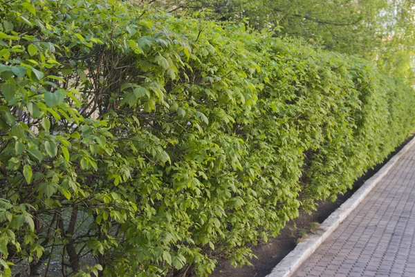 Neatly trimmed shrubbery along the sidewalk — Stock Photo, Image