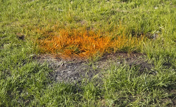 草被涂成明亮的橙色 — 图库照片