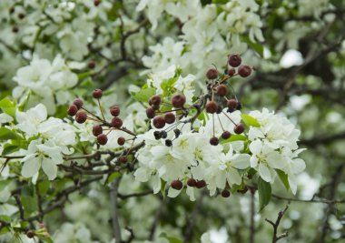 Beyaz çiçekler ve kuru meyve ile Elma dalları