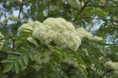 Gün ışığında beyaz çiçeklerile Rowan.