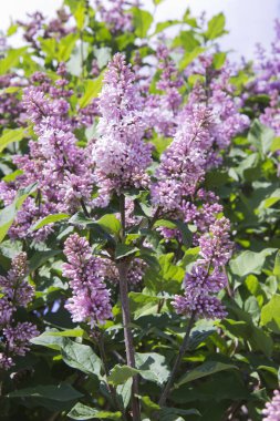 Syringa, Oleaceae familyasına ait bir çalı cinsine ait bir çalı cinsine ait. Lüks çalı, son derece dayanıklı, hangi iyi açık havada yetişir ve bahar bahçeleri süsler.