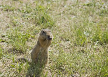 şehir Park çim üzerinde gophers beslemek