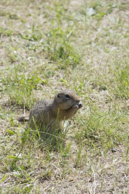 şehir Park çim üzerinde gophers beslemek