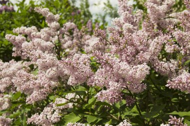 Syringa, Oleaceae ailesine ait bir çalı cinsine ait bir çalı cinsine ait.