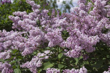 Syringa, Oleaceae ailesine ait bir çalı cinsine ait bir çalı cinsine ait.