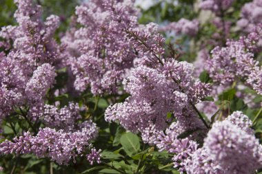 Syringa, Oleaceae ailesine ait bir çalı cinsine ait bir çalı cinsine ait.