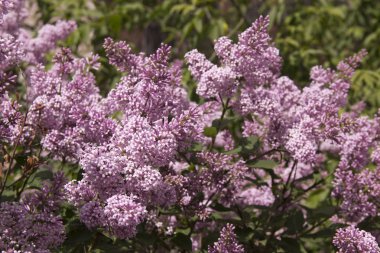Syringa, Oleaceae ailesine ait bir çalı cinsine ait bir çalı cinsine ait.
