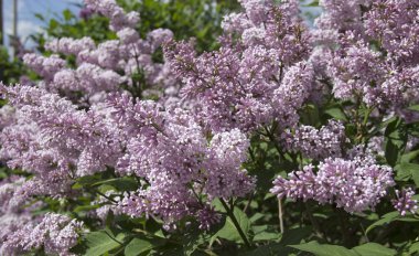 Syringa, Oleaceae ailesine ait bir çalı cinsine ait bir çalı cinsine ait.