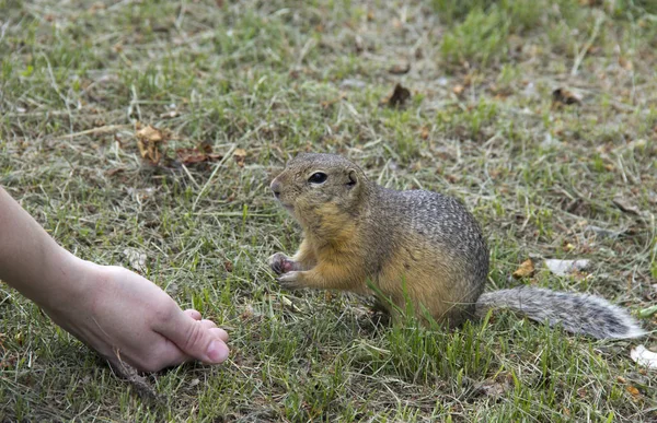 feed the gophers on the lawn in the city Park
