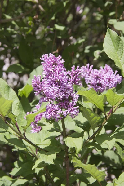 Syringa est un genre d'arbustes de la famille des Oleaceae. . — Photo