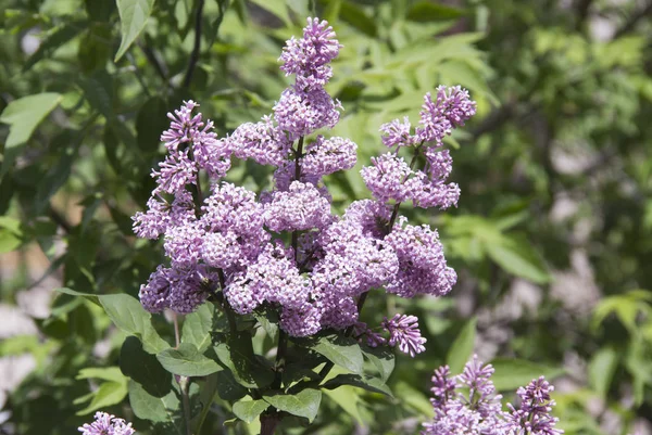 Syringa est un genre d'arbustes de la famille des Oleaceae. . — Photo