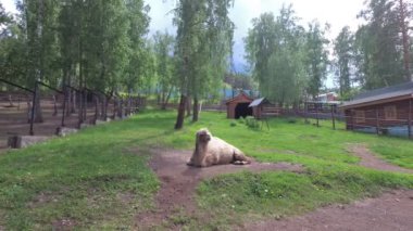 Camelus, dünyanın kurak bölgelerinde yaşam için uyarlanmış büyük bir hayvandır.