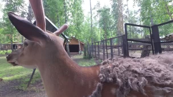 Dama Dama Středně Velký Jelen Společný Evropě Asii — Stock video