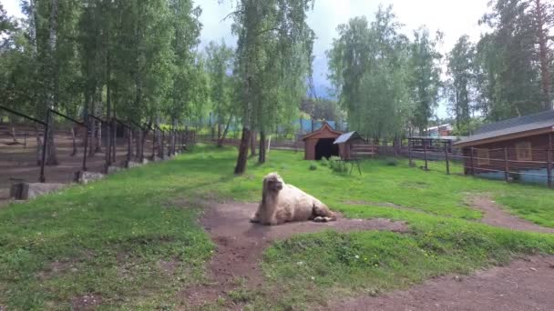 Camelus Ett Stort Djur Som Anpassat För Livet Torra Regioner — Stockvideo