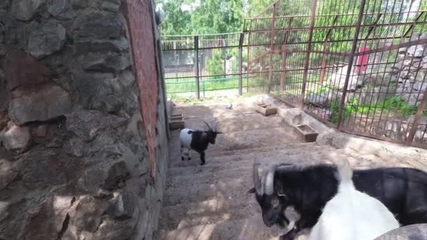 Group Goats Capra Hircus Animal Group — Stock Video