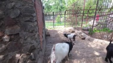 Grup keçi (Capra hircus), hayvan grubu