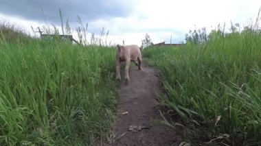 köpek çalışır ve topu getiriyor