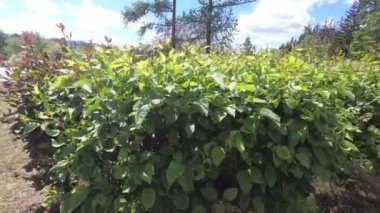 rüzgar Park'ta Bush'un dallarını sallar