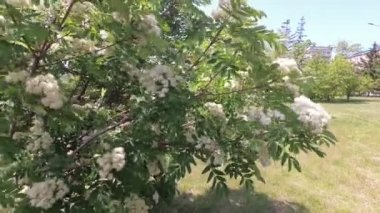 Rüzgar, dağ küllerinin dallarını beyaz çiçeklerle sallıyor.