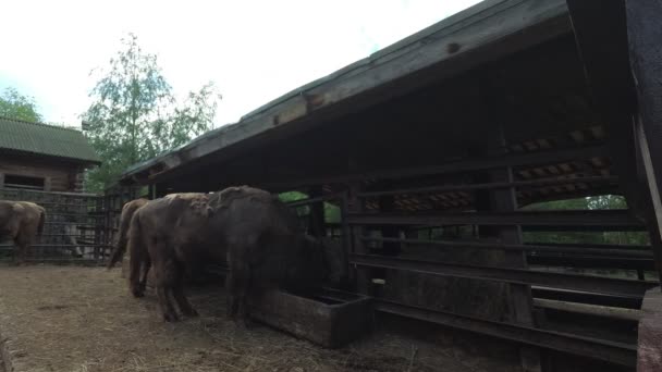 Zoogdieren Europese Bizon Bison Bonasus Zomer — Stockvideo