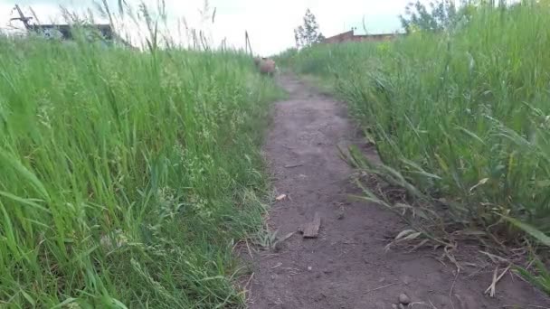 Hund Rennt Und Bringt Den Ball — Stockvideo