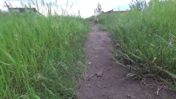 Σκύλος Τρέχει Και Φέρνει Μπάλα — Αρχείο Βίντεο